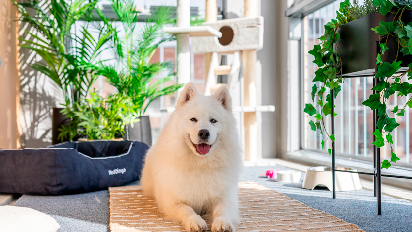 Parveke karvakuonoille