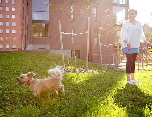 Pidä karvakuonollesi koirakoulua