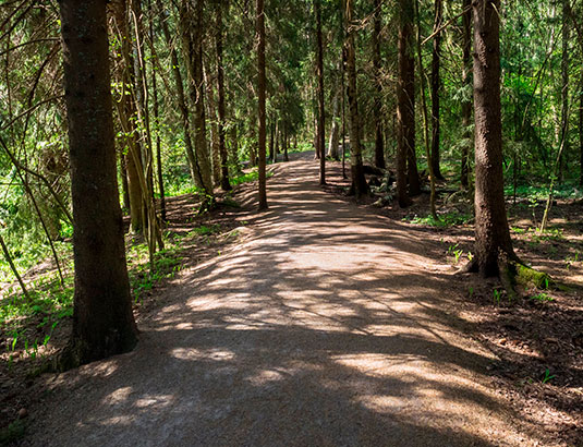 Avaa aistit tarkkailemalla metsän elämää