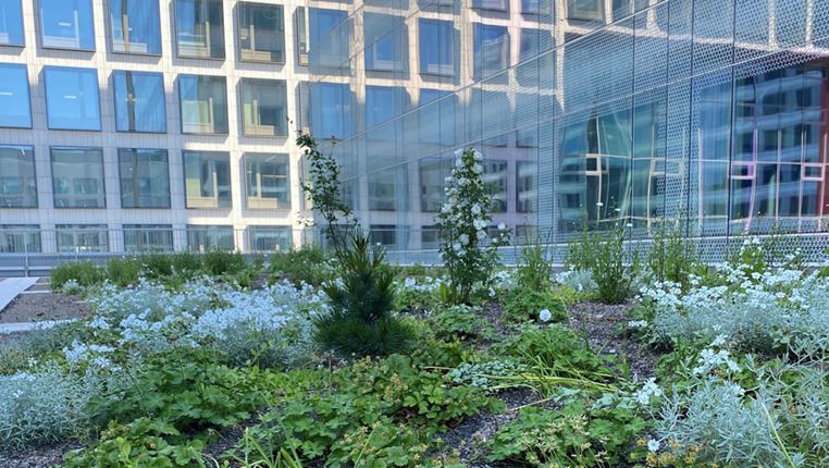 Green roofs increase biodiversity in cities