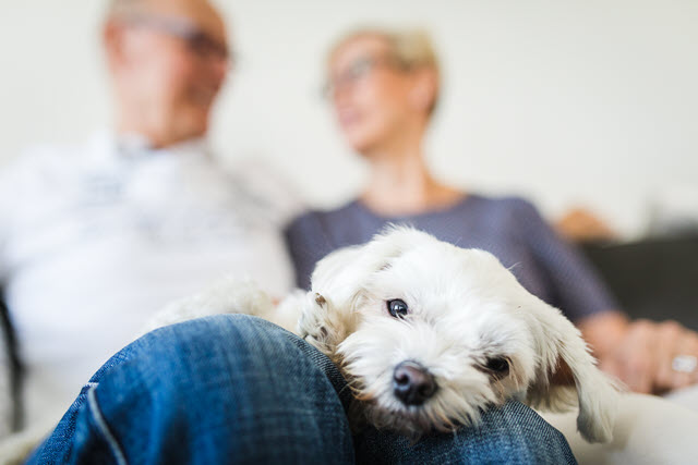 Uuden kodin valinnassa kannattaa huomioida myös nelijalkaiset perheenjäsenet