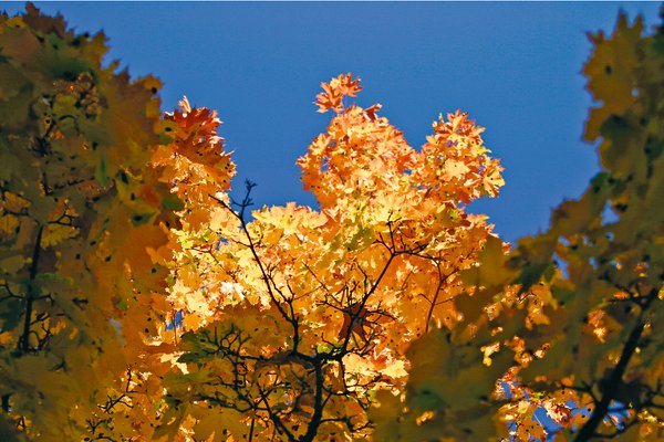 Maple_autumn2.jpg