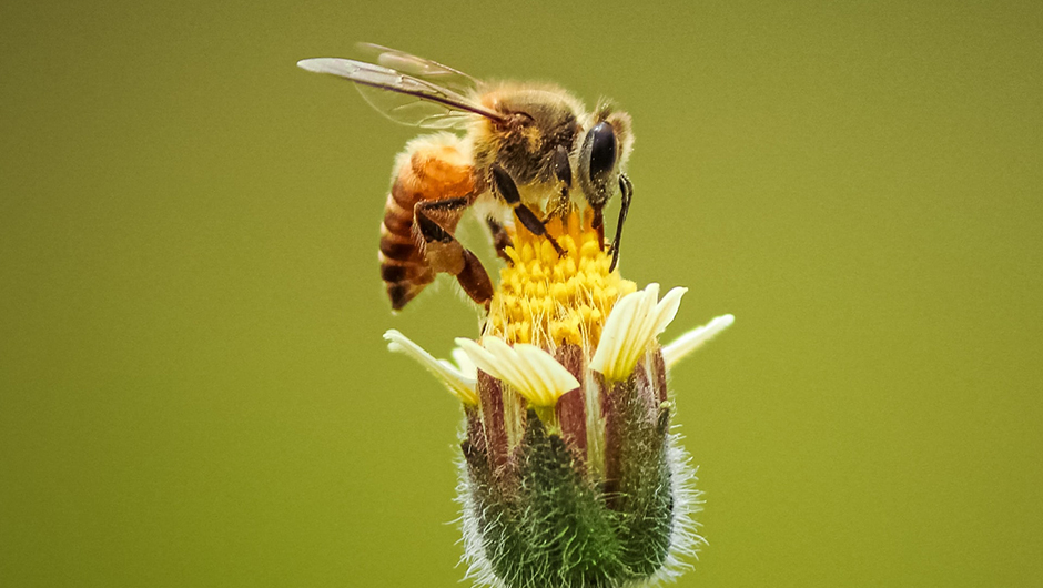 Bees and flowers in road maintenance