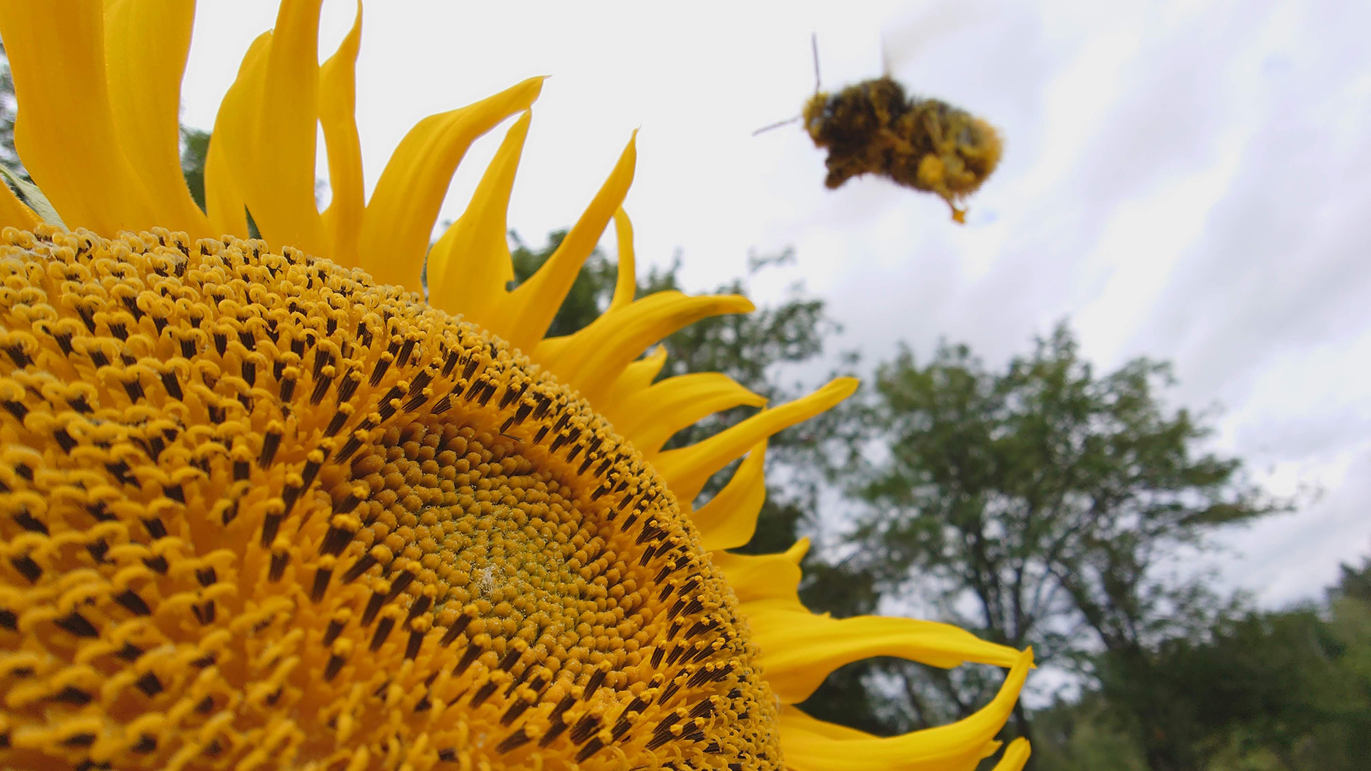 Follow the life of a beehive live now