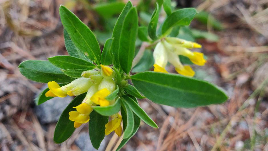 Raide-Jokerin rakentamisen aikana tuettiin luonnon monimuotoisuutta ja elvytettiin ympäristön tilaa