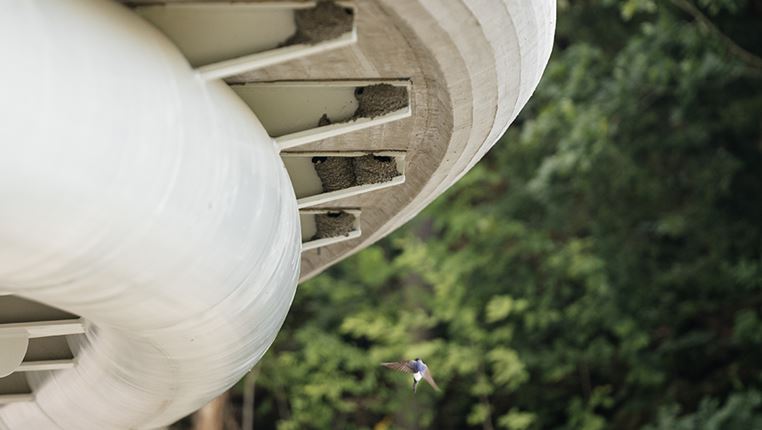 Environmental construction emphasises biodiversity