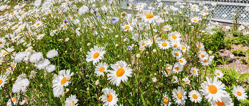 Tripla green roofs, Helsinki