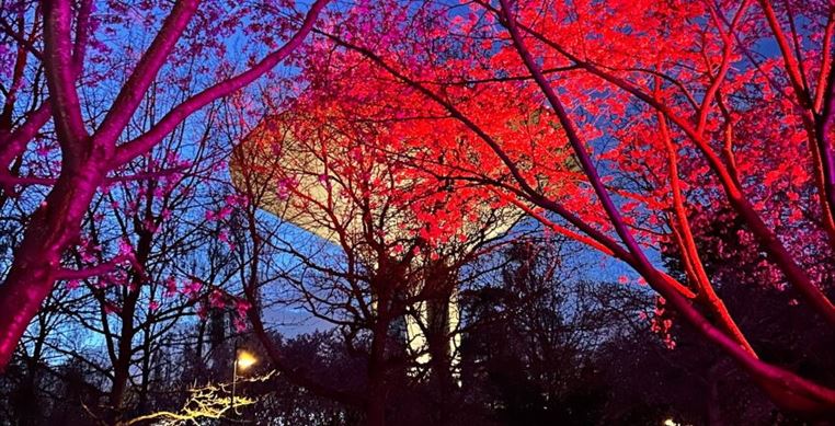 Helsingin Roihuvuoren Kirsikkapuistossa vietettiin ensimmäistä Yozakura-juhlaa eli yöhanamia